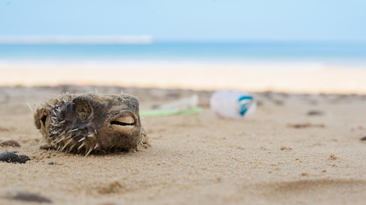 Foto primer plano de una tortuga en la playa