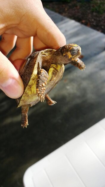 Foto primer plano de una tortuga que sostiene la mano