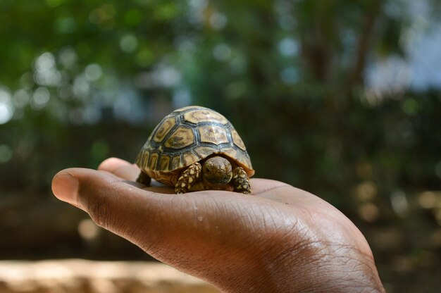 Foto primer plano de una tortuga que sostiene la mano