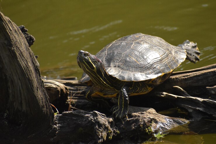 Foto un primer plano de una tortuga en una roca junto a un lago