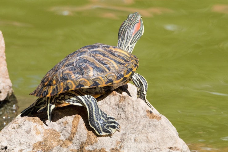 Foto un primer plano de una tortuga en una roca junto a un lago