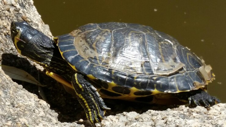Foto un primer plano de una tortuga en una roca junto a un lago