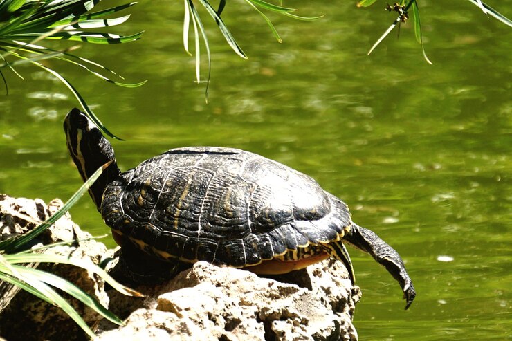 Foto primer plano de una tortuga en una roca en un lago