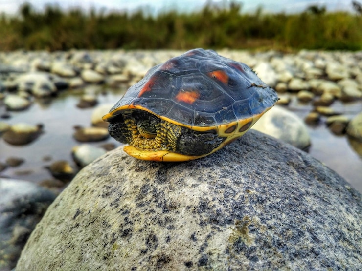 Foto primer plano de una tortuga en una roca