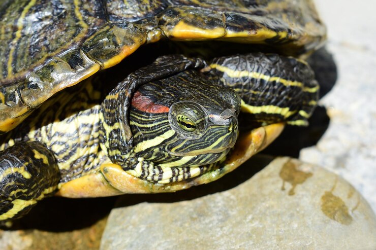 Foto primer plano de una tortuga en una roca