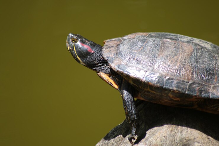 Foto primer plano de una tortuga en una roca