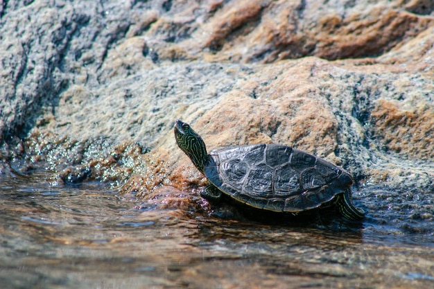 Primer plano de una tortuga en una roca