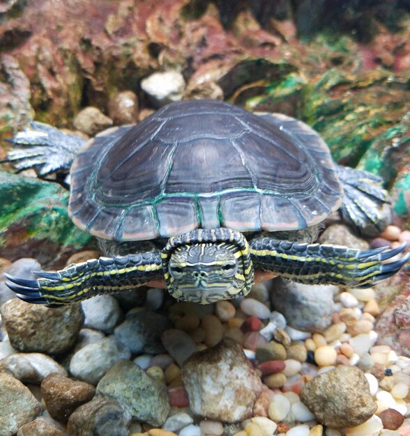 Primer plano de una tortuga en una roca