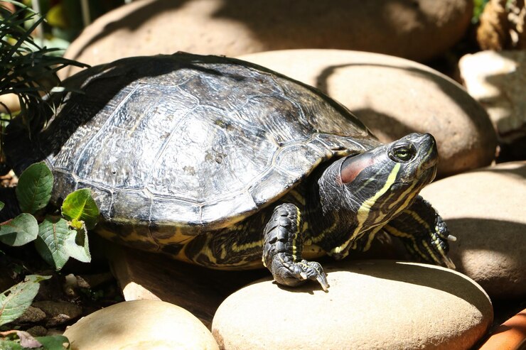 Foto primer plano de una tortuga en una roca