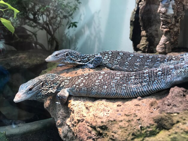 Foto un primer plano de una tortuga en la roca