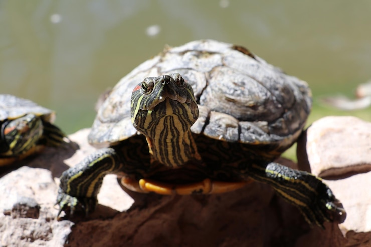 Foto primer plano de una tortuga en una roca