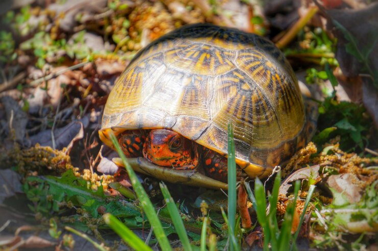 Foto primer plano de una tortuga en el suelo