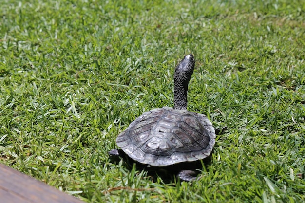 Primer plano de una tortuga en el suelo