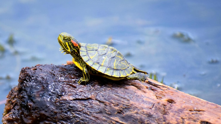 Foto primer plano de la tortuga en el tronco