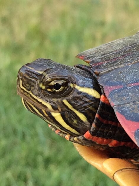 Foto primer plano de una tortuga