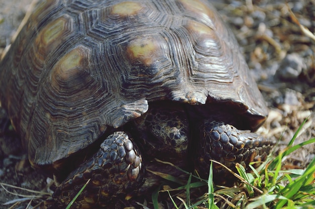 Primer plano de una tortuga