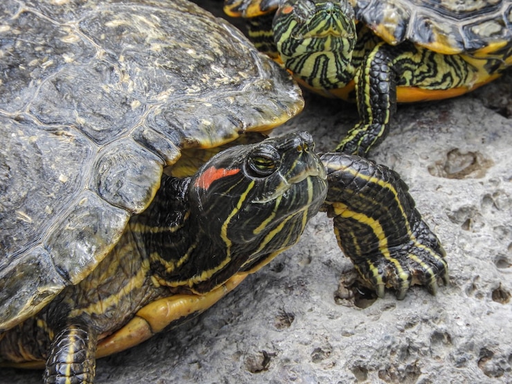 Foto primer plano de una tortuga