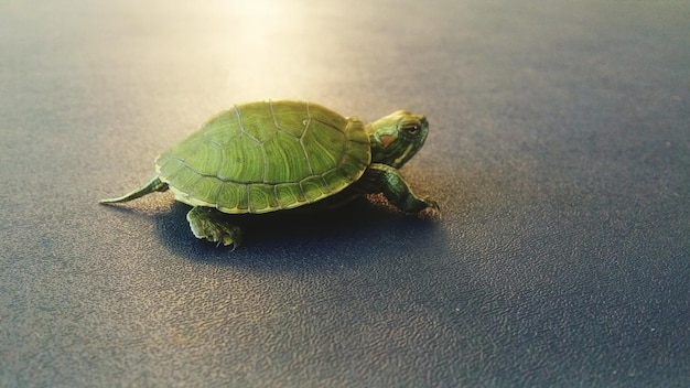Primer plano de una tortuga