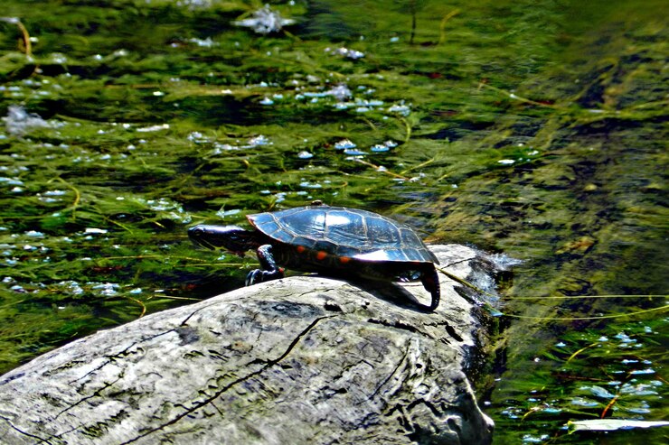 Foto primer plano de una tortuga