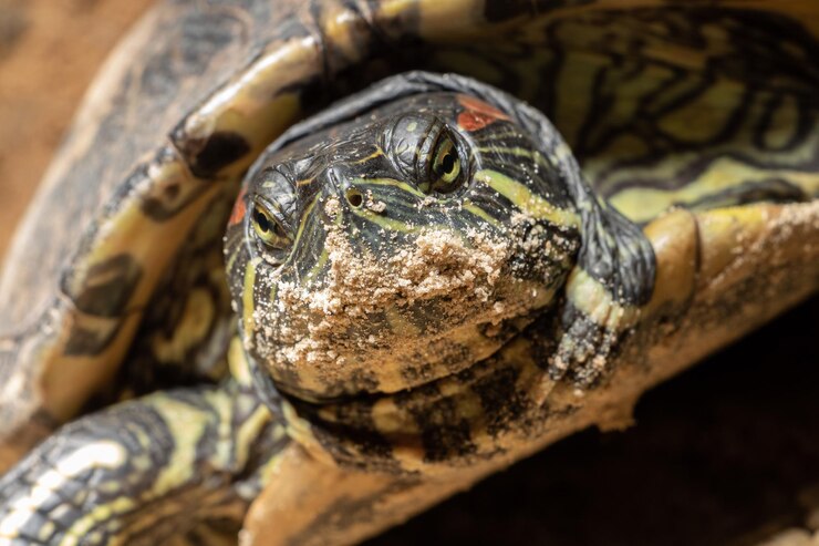 Foto un primer plano de una tortuga