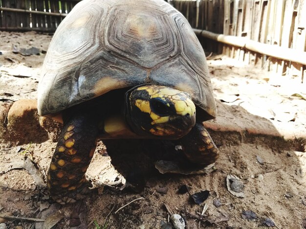 Foto un primer plano de una tortuga