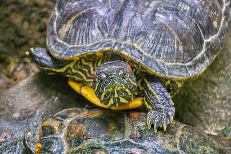 Foto primer plano de una tortuga