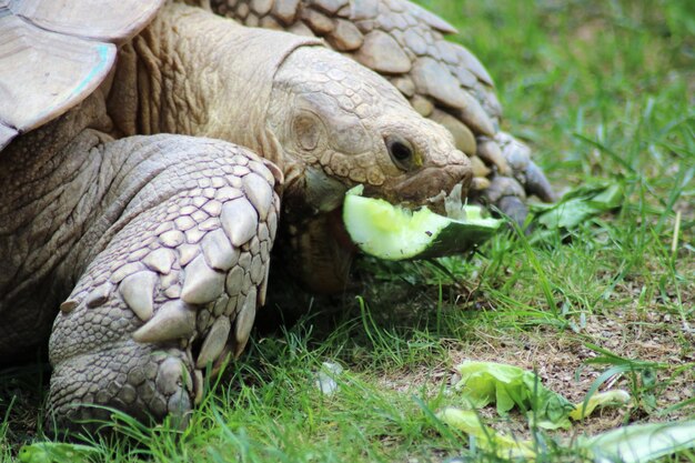 Foto un primer plano de una tortuga