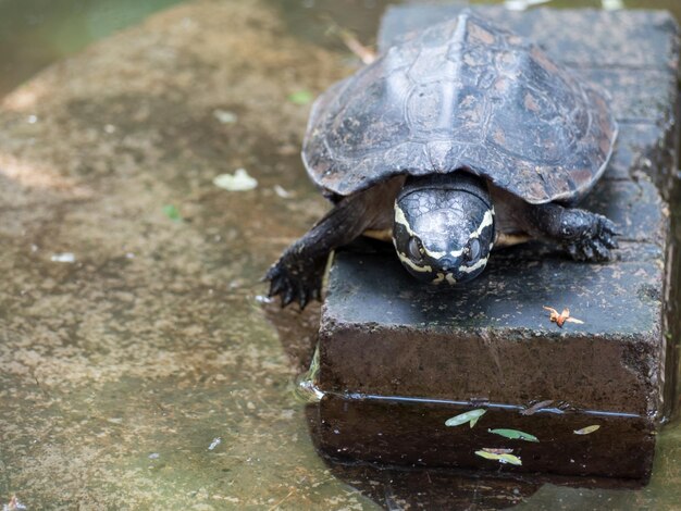 Foto un primer plano de una tortuga