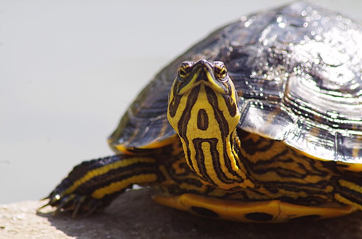 Foto primer plano de una tortuga