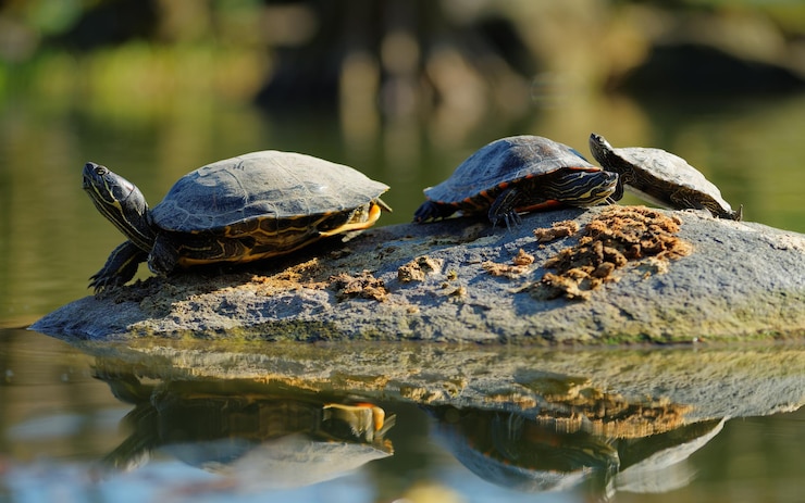 Foto primer plano de las tortugas en la roca