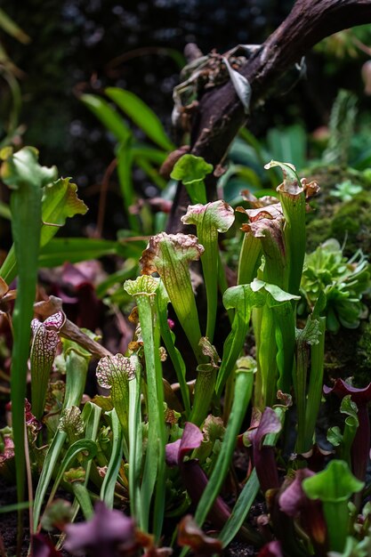 Foto primer plano de una trampa para insectos depredadores flor de sarracenia latin sarracenia una planta carnívora insectívora sobre un fondo borroso con enfoque selectivo