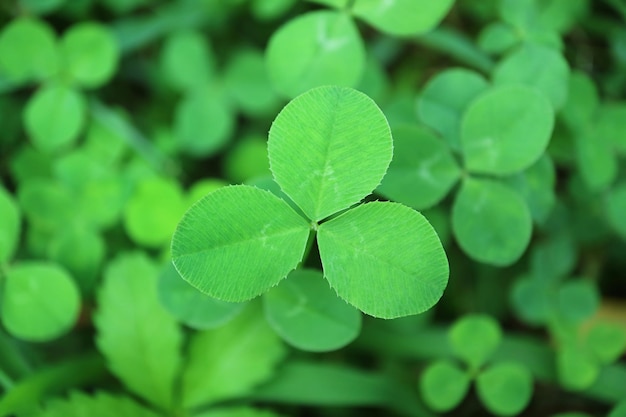 Primer plano de un trébol de tres hojas de trébol verde vibrante en el campo