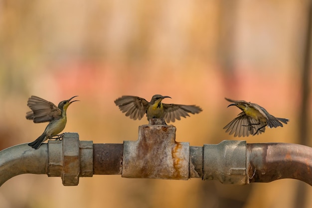 Primer plano de tres colibríes