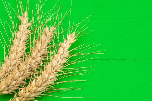 Foto un primer plano de tres espigas de trigo sobre un fondo de madera verde