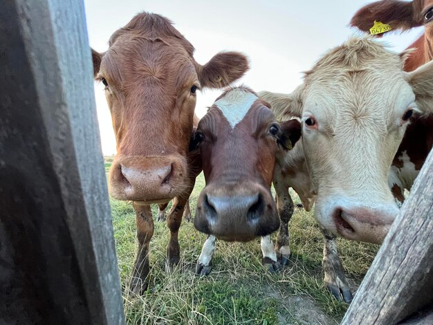 Primer plano de tres vacas