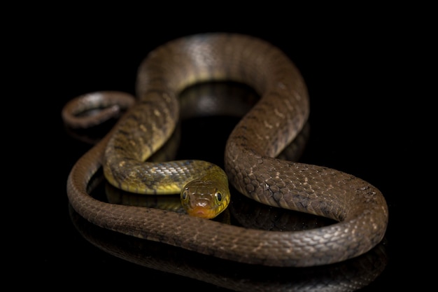 Primer plano, de, triángulo, quilla, serpiente