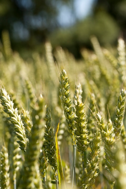 Primer plano de trigo de campo agrícola espigas de trigo verde inmaduro que crece en el campo agrícola