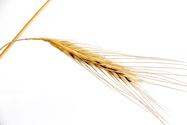 Foto primer plano de trigo contra un fondo blanco