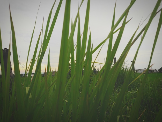 Foto primer plano de trigo creciendo en el campo contra el cielo