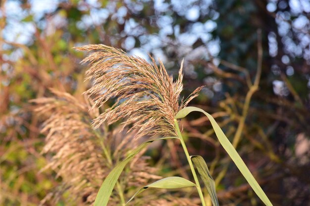 Primer plano del trigo que crece en el campo