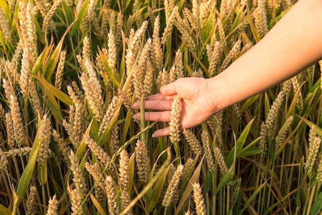 Primer plano del trigo que crece en el campo