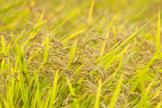 Primer plano del trigo que crece en el campo