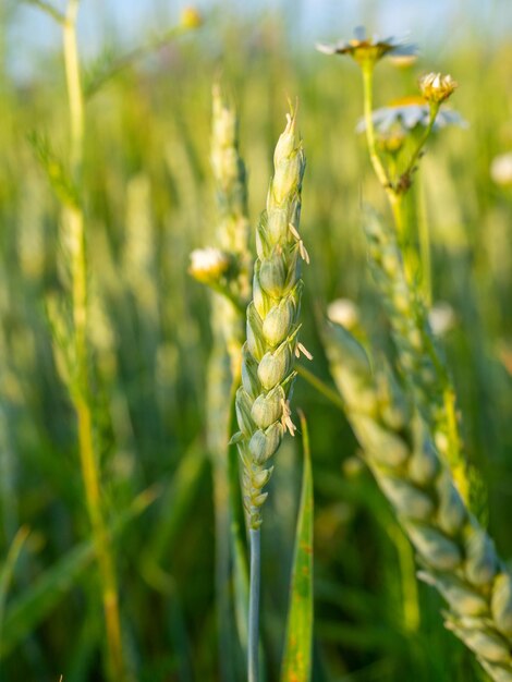 Primer plano de trigo verde inmaduro que crece en un campo entre flores. Foto vertical