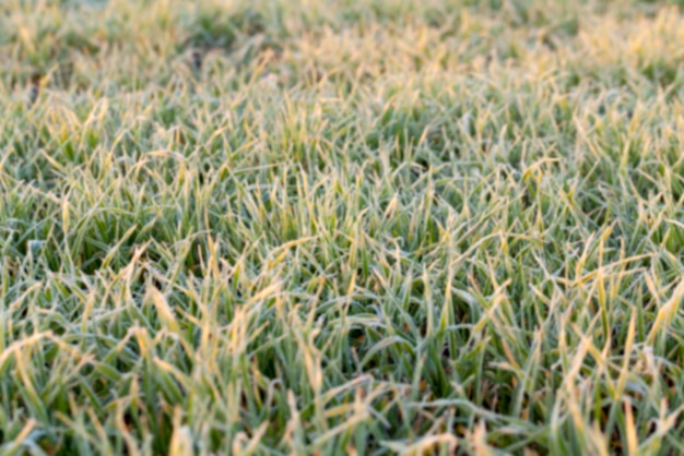 Primer plano de trigo verde