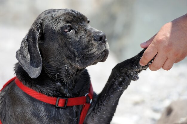 Primer plano, triste, joven, perro negro, en una playa