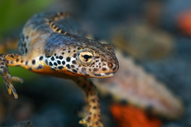 Primer plano de un tritón alpino macho azul colorido, ichthyosaura alpestris bajo el agua