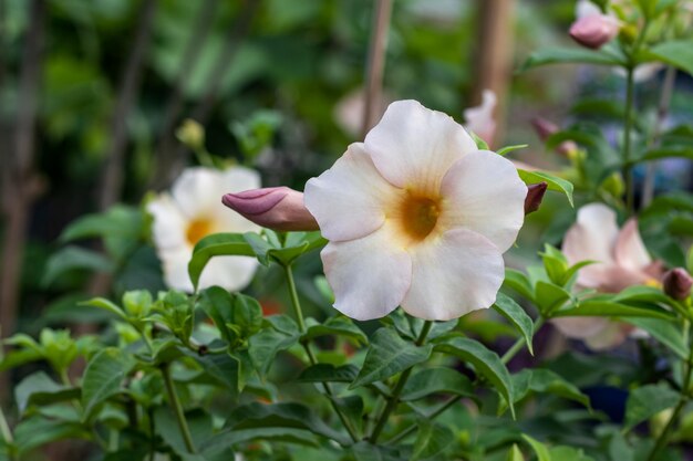 Primer plano de trompeta blanca o allamanda cathartica flor en el jardín con espacio de copia