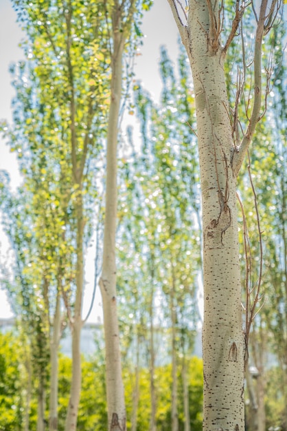 Primer plano de un tronco de árbol blanco en el parque