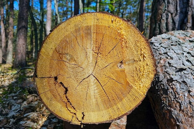 Primer plano del tronco de un árbol en el bosque la textura del árbol