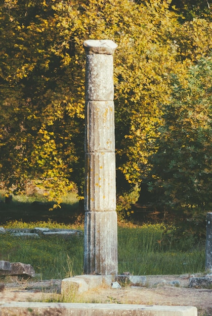 Foto primer plano del tronco de un árbol en el bosque